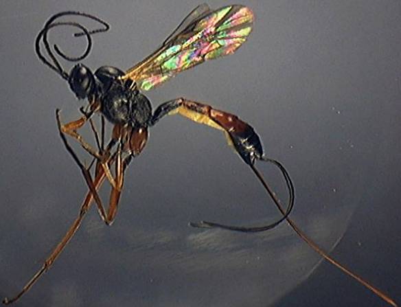 Ichneumonidae 30